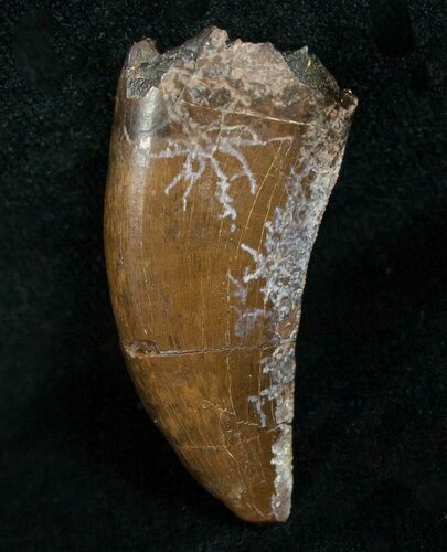 Big Nanotyrannus Tooth - South Dakota #4546